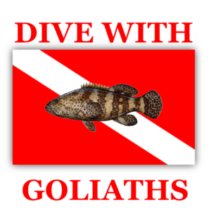 Dive With Goliath Grouper