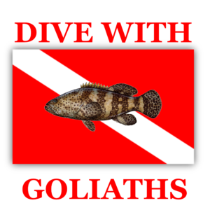 Dive With Goliath Grouper