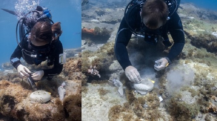 coral transplanting on Florida Coral Reefs