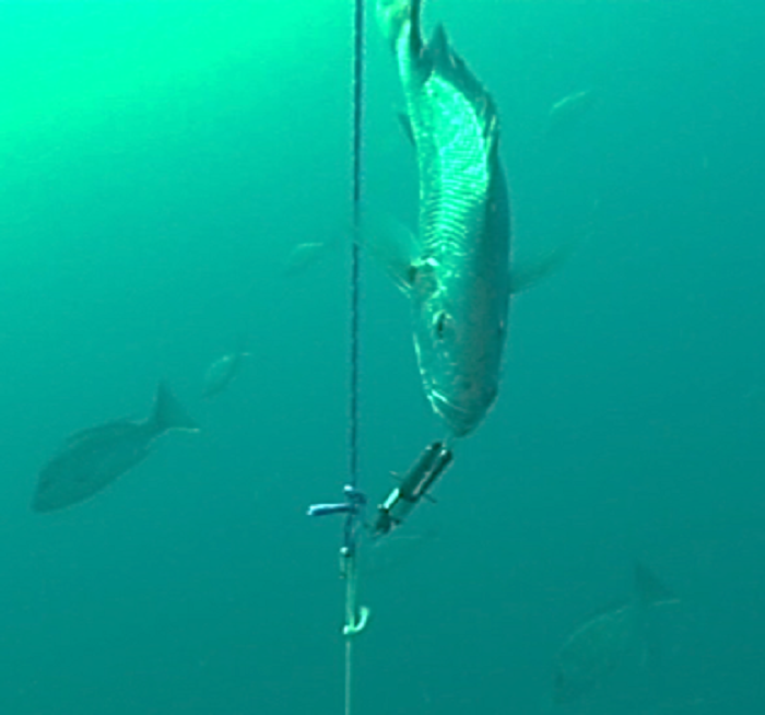 descending device Deep-Water Fish