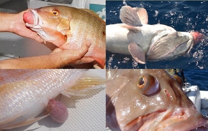 signs of barotrauma Deep-Water Fish