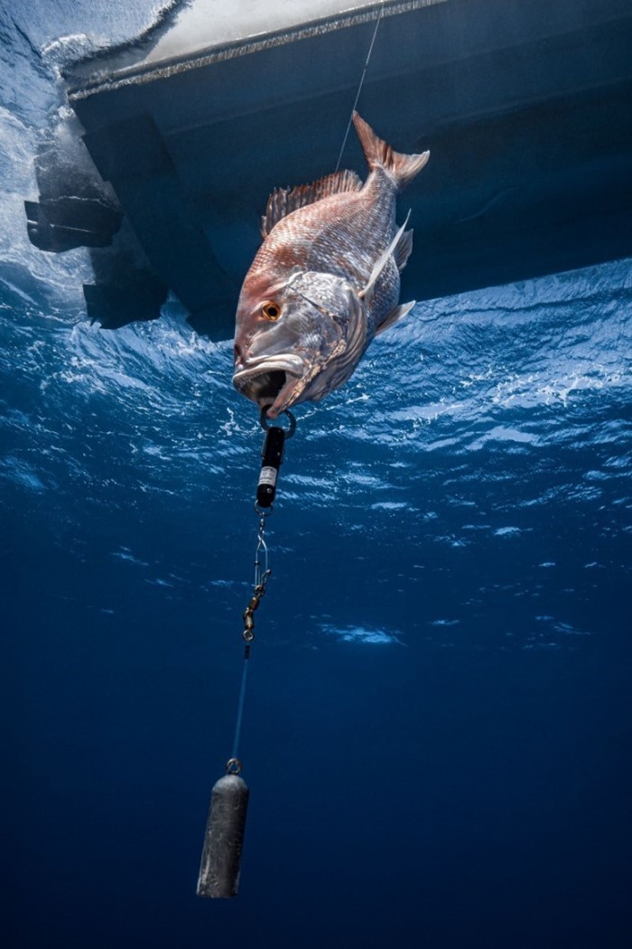 Barotrauma in Reef Fish - Right Tool and Technique Makes a Difference