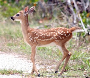 Lower Florida Keys Key Deer Fawn