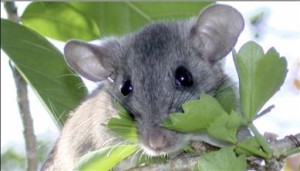 Key Largo Woodrat