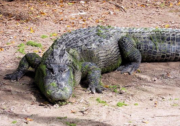 Florida Keys Rules American Crocodile