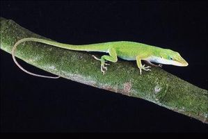 green-anole