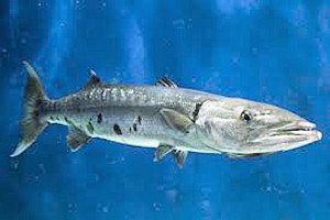 great barracuda