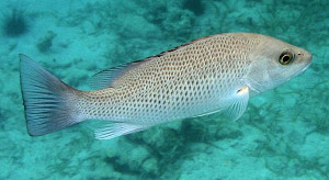 mangrove snapper Florida Keys Fish