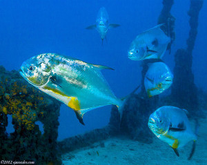 Permit Spawning