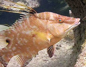 hogfish