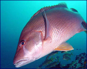 mutton snapper