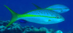 yellowtail snapper - fish pee