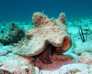 queen conch shell blowing contest