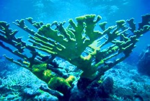 Florida Keys Elkhorn Coral